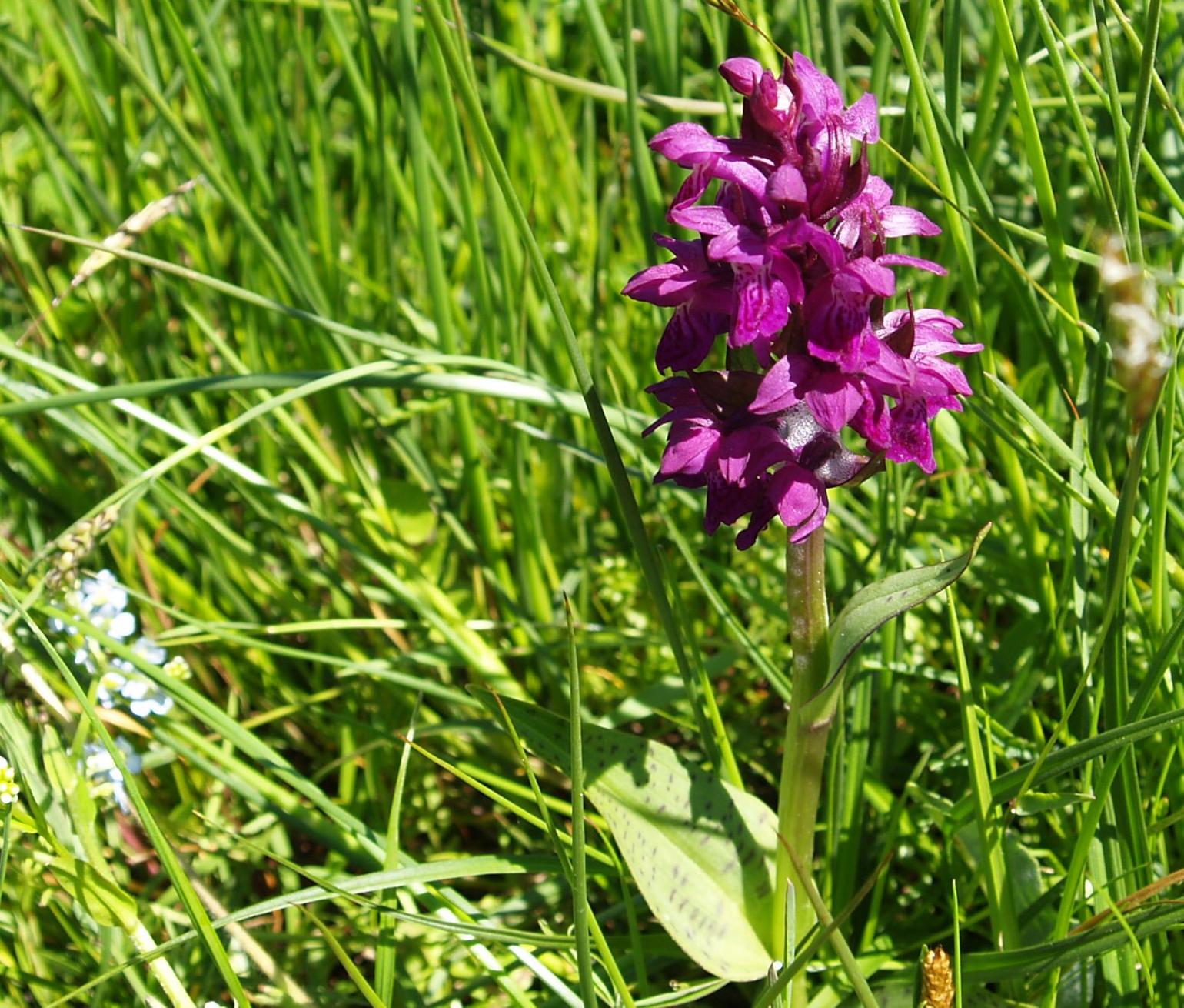Orchid, Broad-leaved Marsh